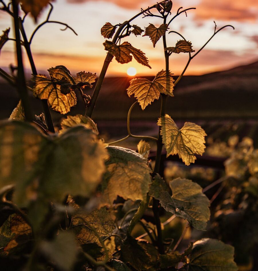 Uvas na parreira