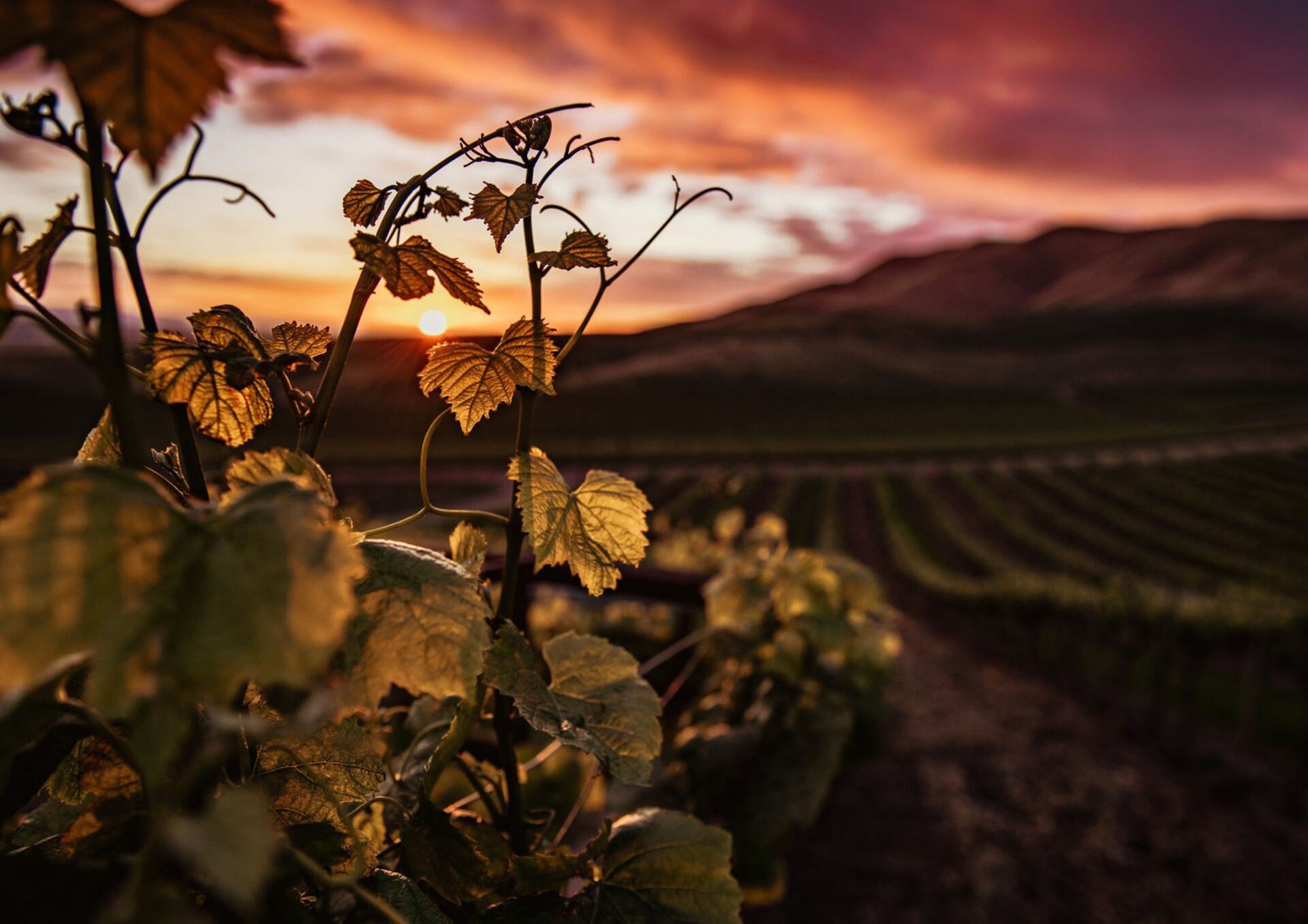 Vinhedos ao pôr do sol na Serra da Mantiqueira